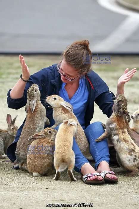 : Rabbits of Okunoshima : Rabbits of Okunoshima