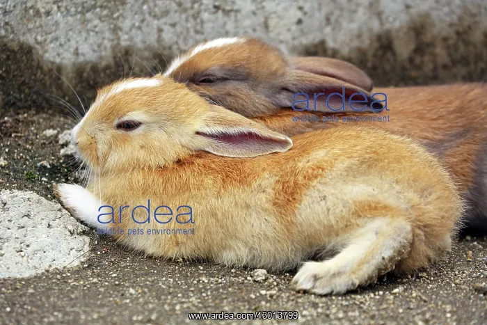 : Rabbits of Okunoshima : Rabbits of Okunoshima