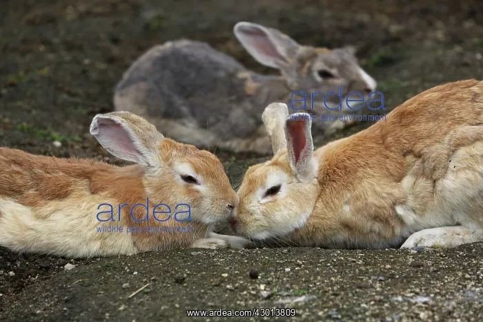 : Rabbits of Okunoshima : Rabbits of Okunoshima