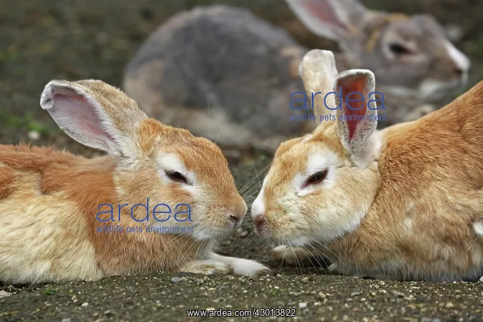 : Rabbits of Okunoshima : Rabbits of Okunoshima