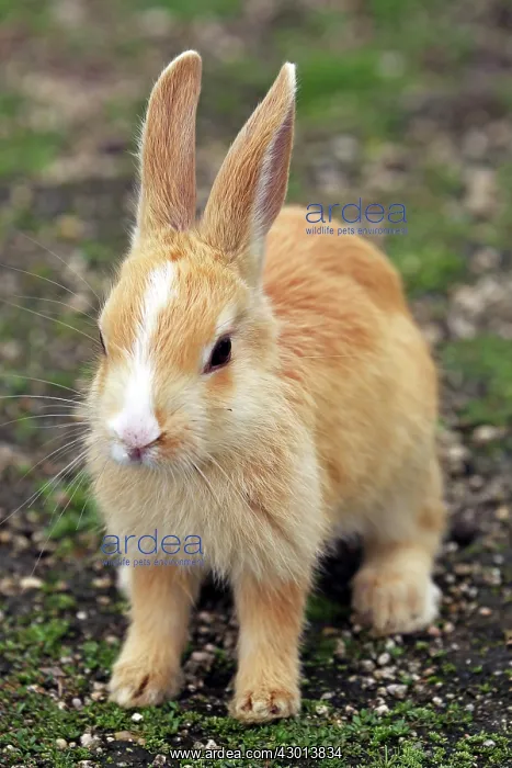 : Rabbits of Okunoshima : Rabbits of Okunoshima
