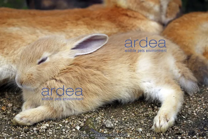 : Rabbits of Okunoshima : Rabbits of Okunoshima
