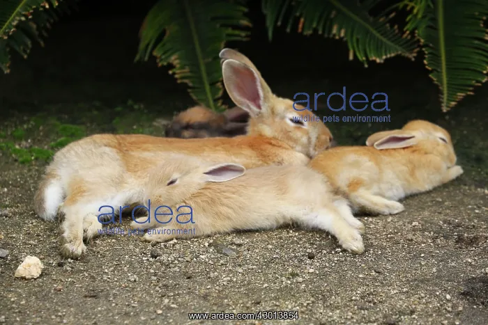 : Rabbits of Okunoshima : Rabbits of Okunoshima