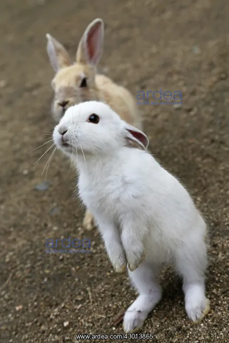 : Rabbits of Okunoshima : Rabbits of Okunoshima