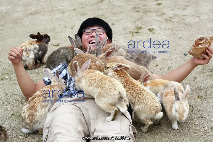 : Rabbits of Okunoshima : Rabbits of Okunoshima