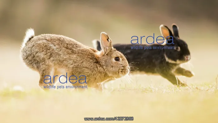 : Two rabbits (Oryctolagus cuniculus), playing, crossing : Two rabbits (Oryctolagus cuniculus), playing, crossing