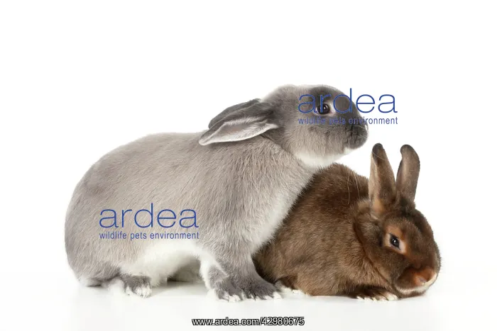  : RABBITS - Smoke pearl and mini castor satin