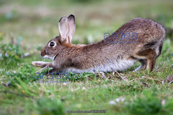 : Rabbits - stretching : Rabbits - stretching
