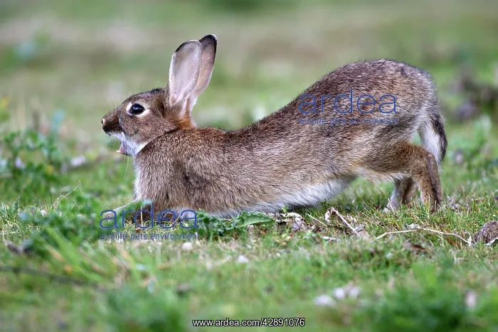 : Rabbits - stretching & yawning : Rabbits - stretching & yawning