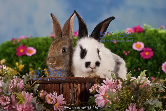 : Two rabbits surrounded by flowers, sitting on a : Two rabbits surrounded by flowers, sitting on a