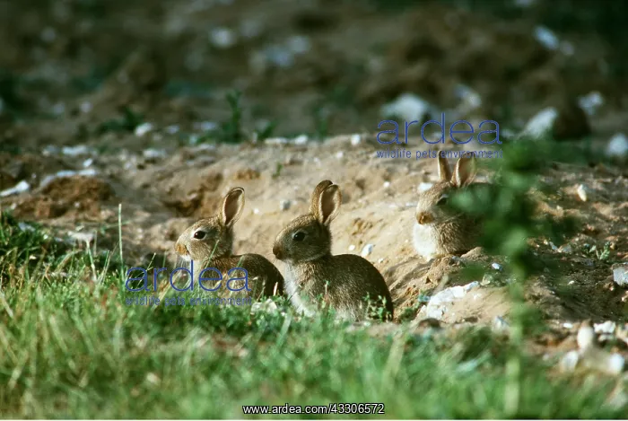 : RABBITS - x three young : RABBITS - x three young