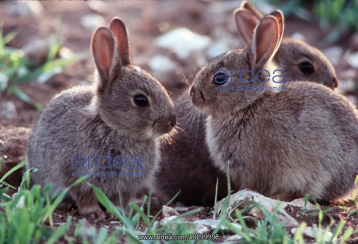 : RABBITS - two young : RABBITS - two young