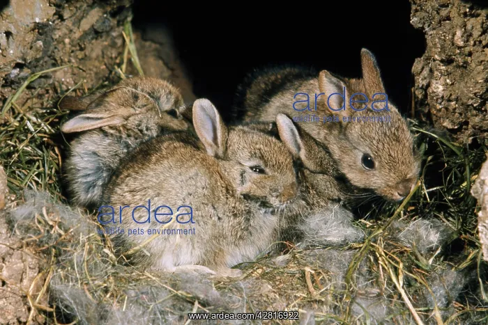 : Rabbits - young in burrow : Rabbits - young in burrow