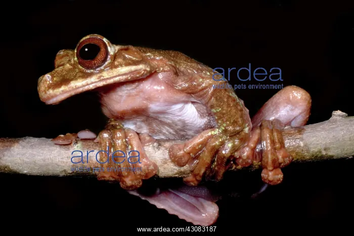 : Rabb's Fringe Limb Tree Frog : Rabb's Fringe Limb Tree Frog