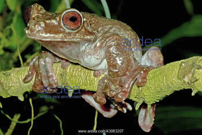 : Rabb's Fringe Limb Tree Frog : Rabb's Fringe Limb Tree Frog
