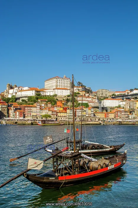 : Rabelo boats on the Douro River, Porto, Portugal. (Editorial : Rabelo boats on the Douro River, Porto, Portugal. (Editorial