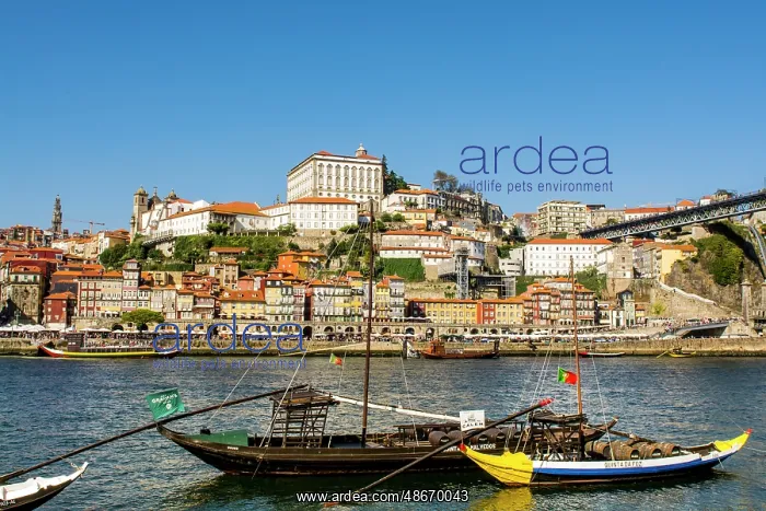 : Rabelo boats near the Luis I Bridge over the Douro River : Rabelo boats near the Luis I Bridge over the Douro River