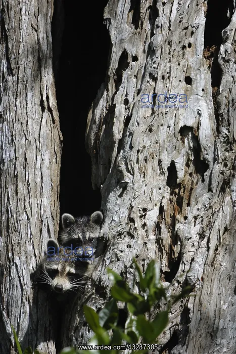: Raccon pair in tree - Pair of Raccons in tree - : Raccon pair in tree - Pair of Raccons in tree -