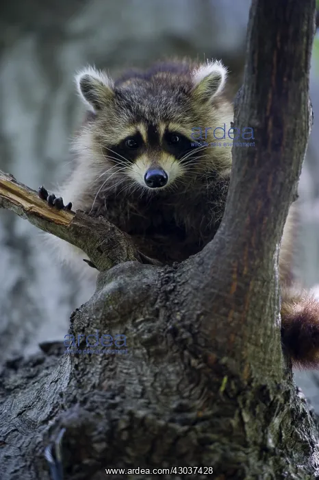 : Raccon in tree - Raccon in tree - North America : Raccon in tree - Raccon in tree - North America