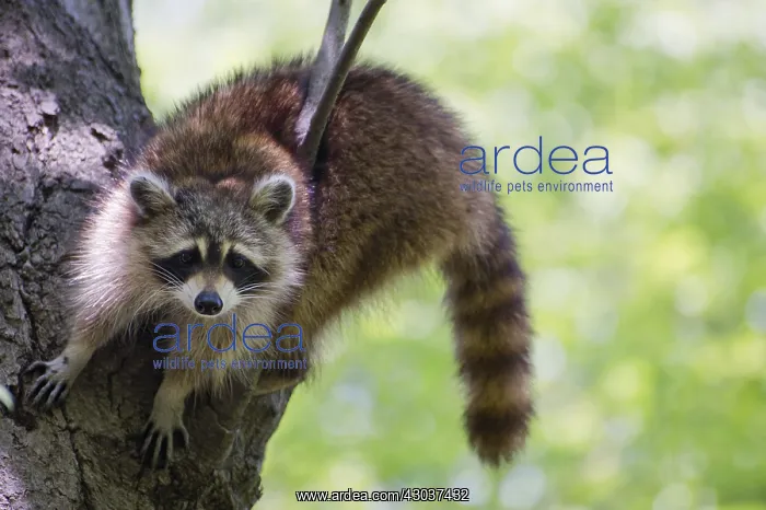 : Raccon in tree - Raccon in tree - North America : Raccon in tree - Raccon in tree - North America