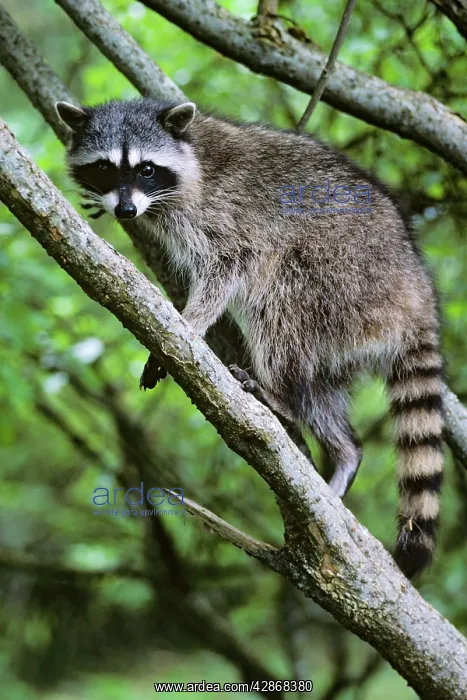 : Raccoon (Procyon lotor). Olympic National Park, Washington, USA : Raccoon (Procyon lotor). Olympic National Park, Washington, USA