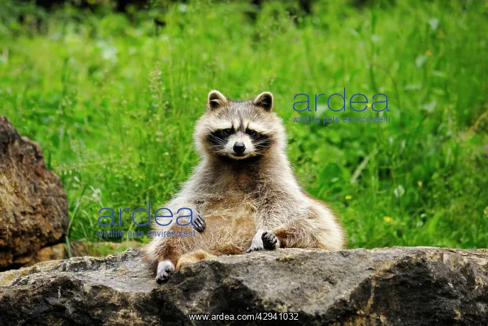  : Raccoon (Procyon lotor). Germany