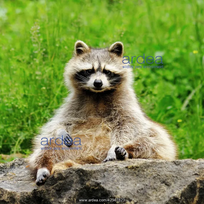  : Raccoon (Procyon lotor). Germany