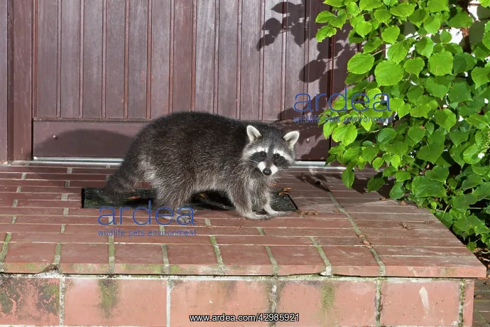: Raccoon (Procyon lotor). eating dog food on house doorstep at night - Lower : Raccoon (Procyon lotor). eating dog food on house doorstep at night - Lower