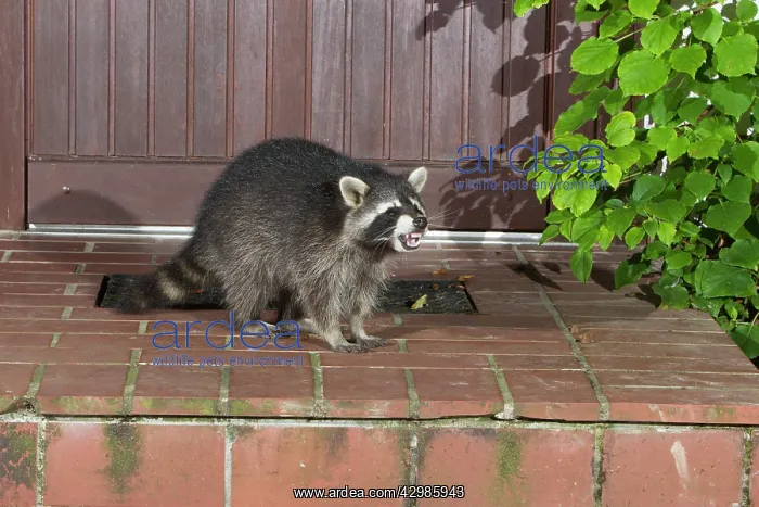 : Raccoon (Procyon lotor). on house doorstep at night - baring teeth at fox : Raccoon (Procyon lotor). on house doorstep at night - baring teeth at fox