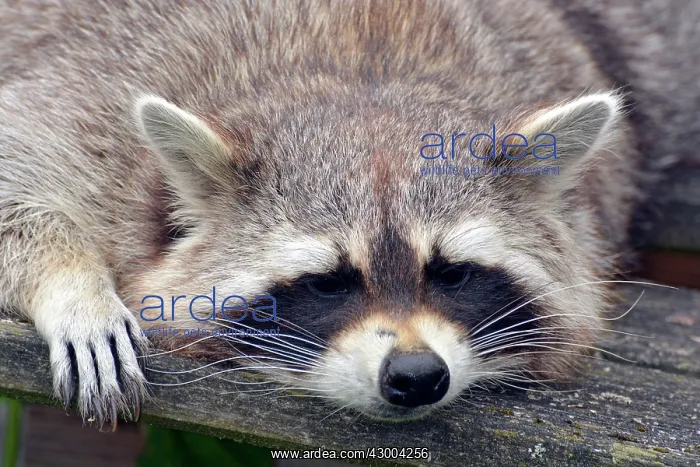  : Raccoon North America
