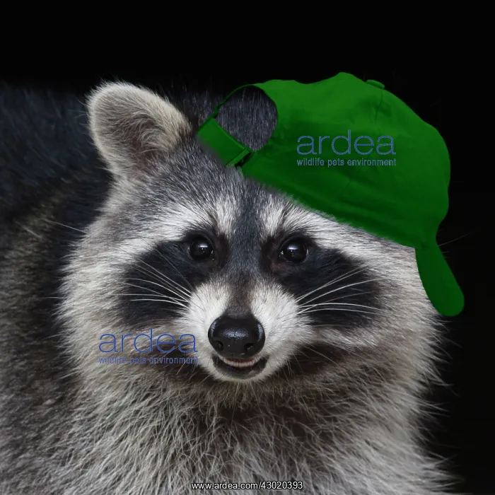 : Raccoon - wearing green baseball cap Digital Manipulation Hat PAB : Raccoon - wearing green baseball cap Digital Manipulation Hat PAB