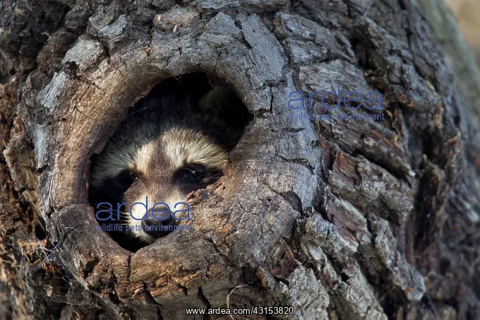 : Raccoon (Procyon lotor) in his tree hole : Raccoon (Procyon lotor) in his tree hole