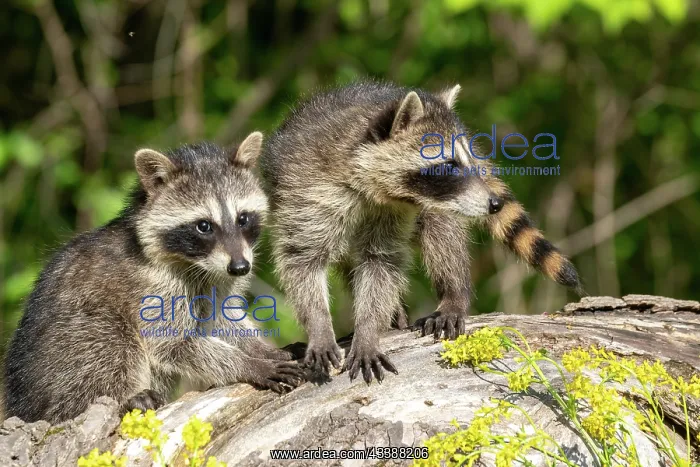 : RACCOON : RACCOON