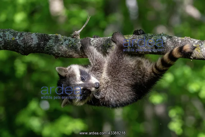 : RACCOON : RACCOON