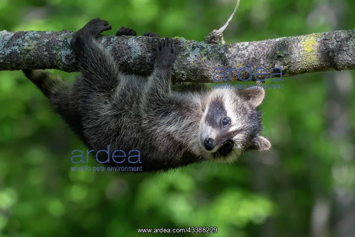 : RACCOON : RACCOON