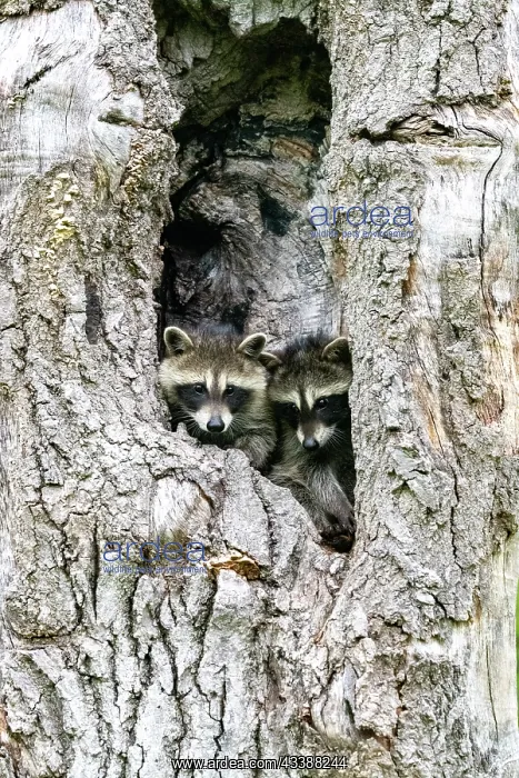 : RACCOON : RACCOON