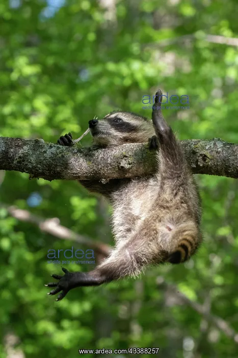 : RACCOON : RACCOON