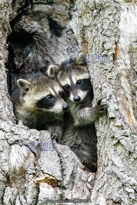 : RACCOON : RACCOON