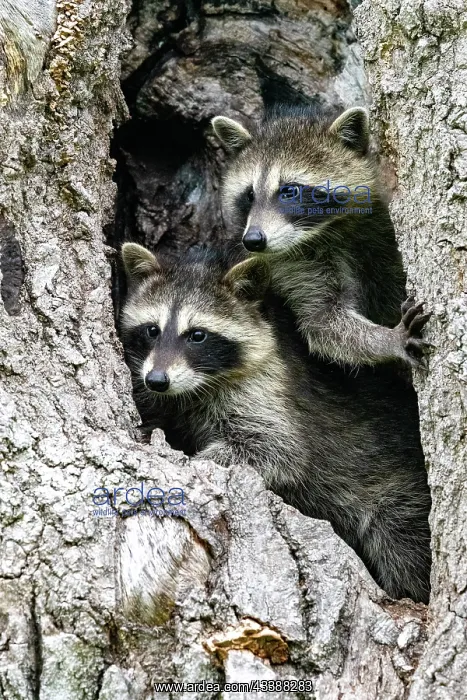 : RACCOON : RACCOON