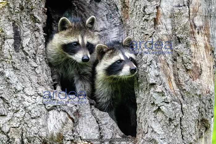 : RACCOON : RACCOON
