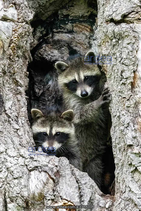 : RACCOON : RACCOON