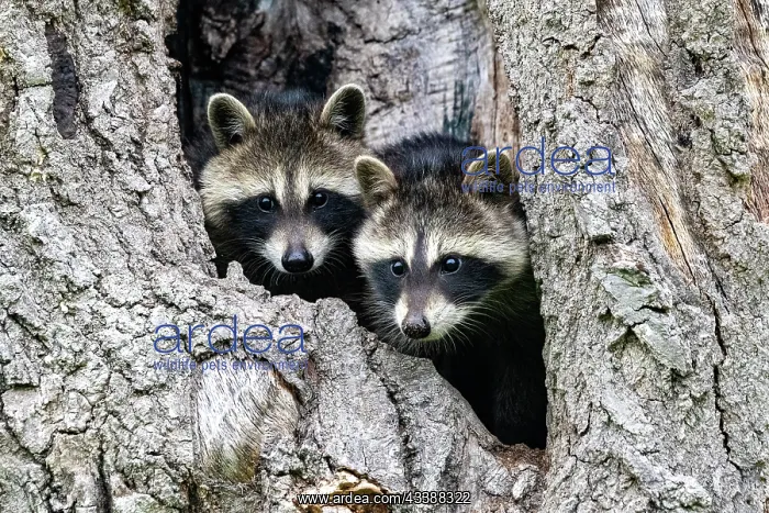 : RACCOON : RACCOON