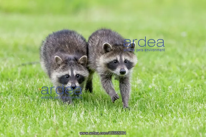 : RACCOON : RACCOON
