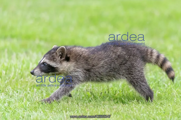 : RACCOON : RACCOON