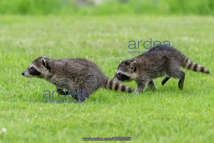 : RACCOON : RACCOON