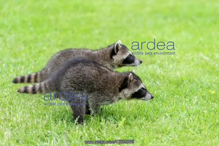 : RACCOON : RACCOON