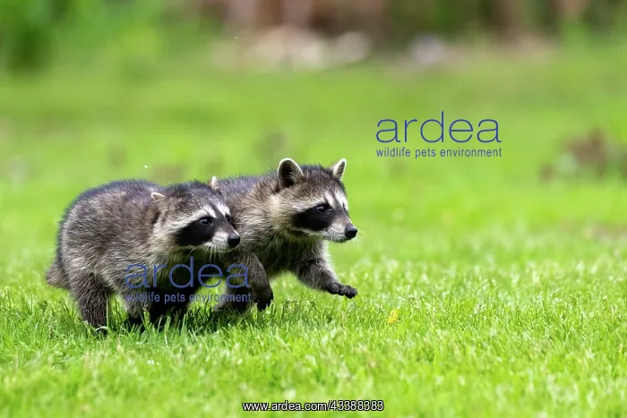 : RACCOON : RACCOON