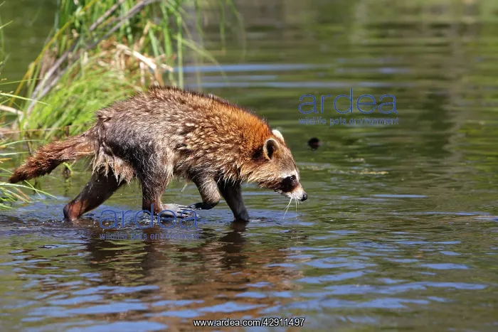 : Raccoon - adult : Raccoon - adult