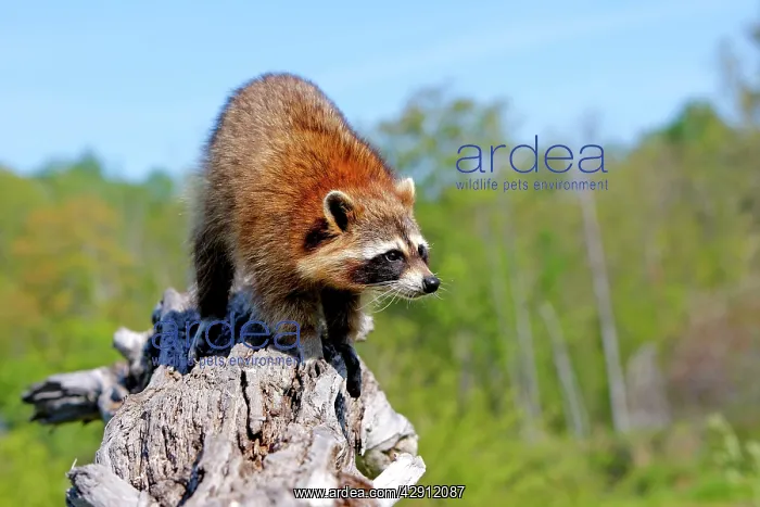 : Raccoon - adult : Raccoon - adult