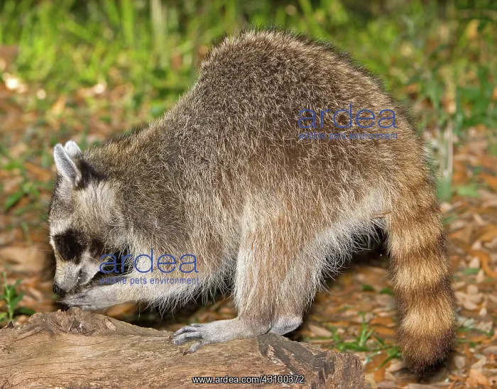 : Raccoon adult digging for grubs : Raccoon adult digging for grubs